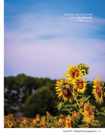 sunflowers glowing at dusk floral photography