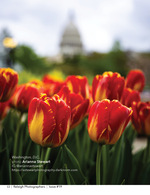 red and yellow tulips with the US Capitol dome behind them floral photography