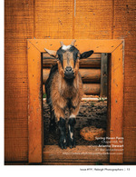 baby goat peeking through a wooden barn doorway farm animal photography