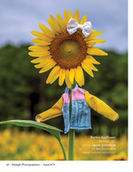 sunflower dressed up like a toy doll creative floral photography