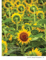 sunflower facing the camera in a field of turned-away blooms nature photography