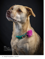 dog wearing a flower collar studio pet photography