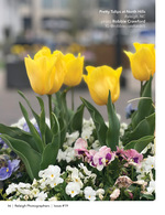 yellow tulips and pansies in a planter floral photography